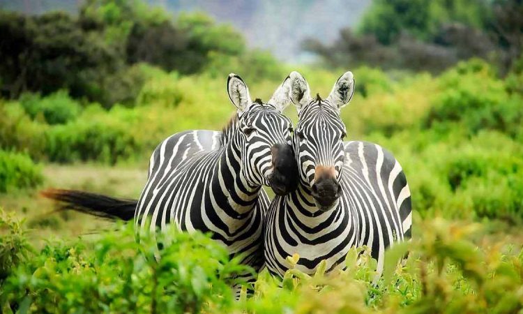 National Parks to visit on a Uganda safari | Wildlife Safari in Uganda