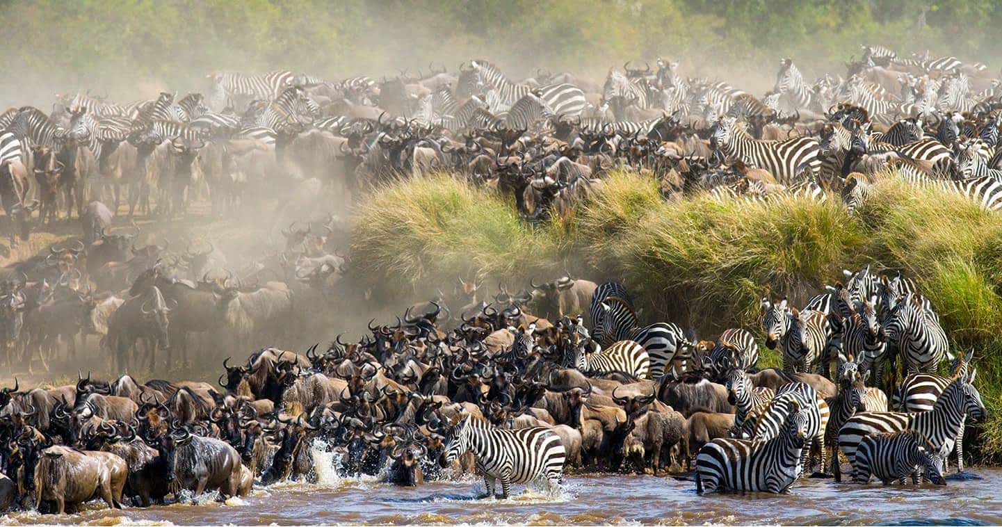 Choosing Your Ideal African Wildlife Safari | Kenya vs. Tanzania