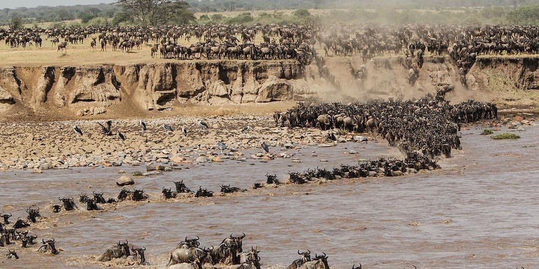 Reasons for the Great Wildebeest Migration | Why do wildebeests migrate?