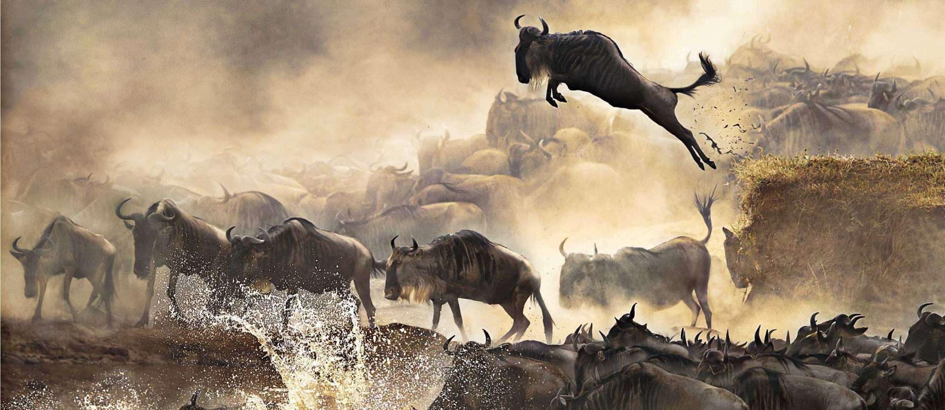 Reasons for the Great Wildebeest Migration | Why do wildebeests migrate?