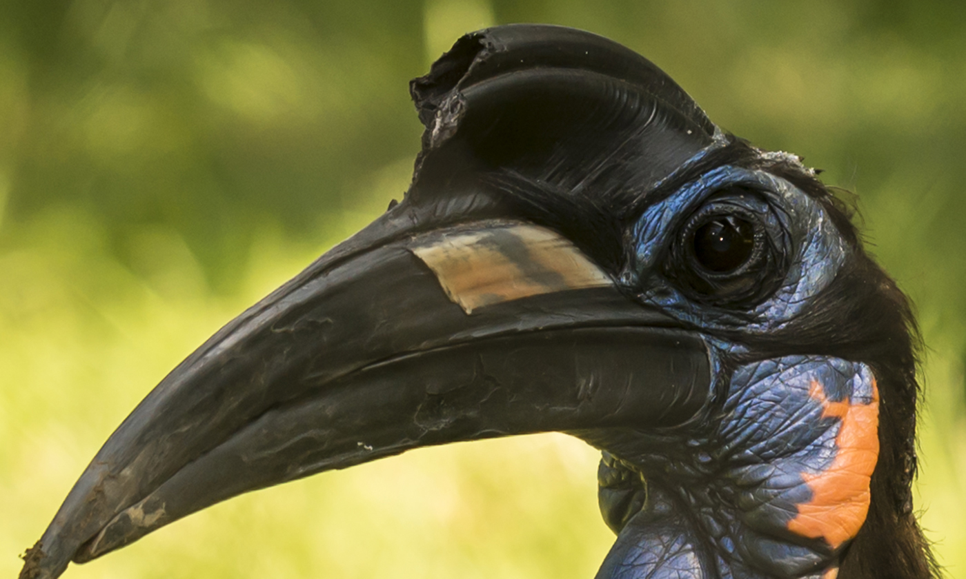 Luxury Birding Safari in Uganda | A Symphony of Avian Wonders