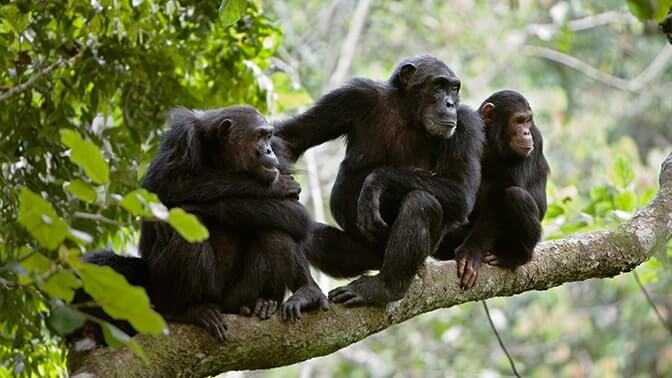Chimpanzee Tracking in Kyambura Gorge in Queen Elizabeth National Park