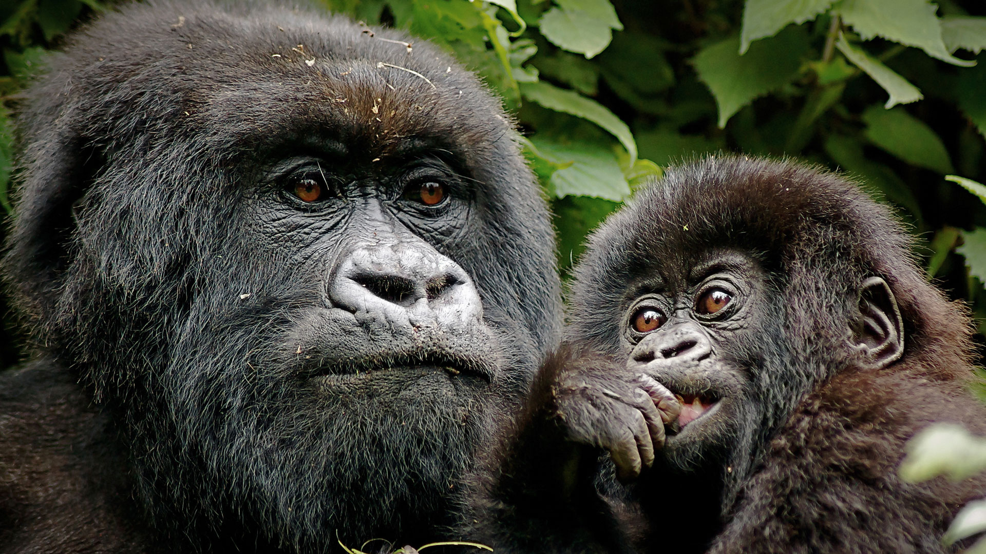 Things to put into consideration before booking a gorilla safari in Rwanda