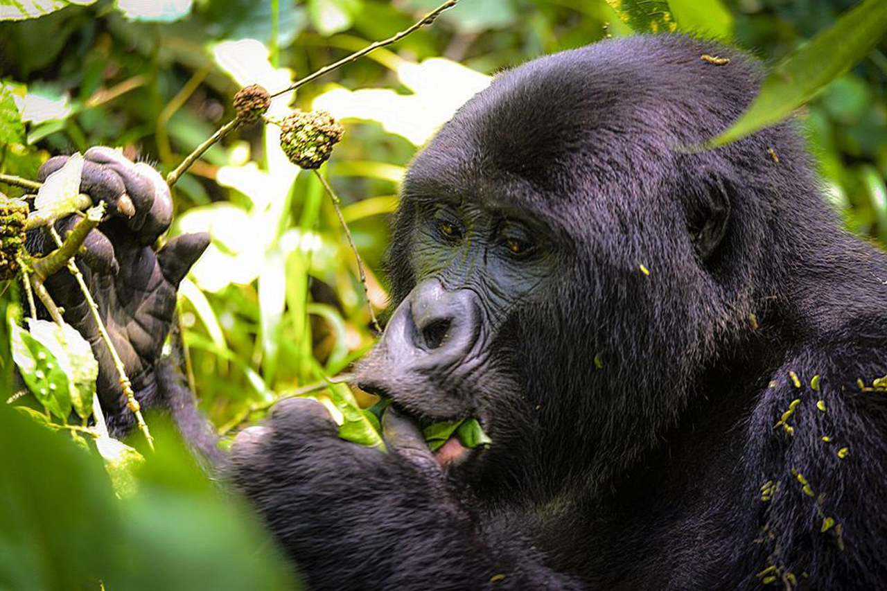 Tips and Tricks for a Seamless Gorilla Trekking Experience in Rwanda