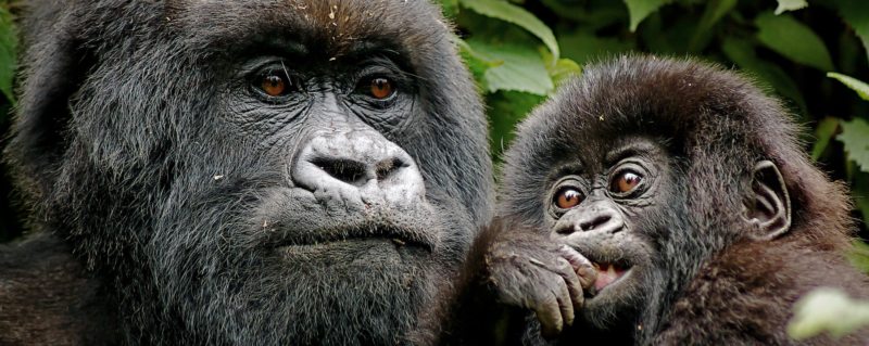 A guide to options for gorilla trekking in Africa