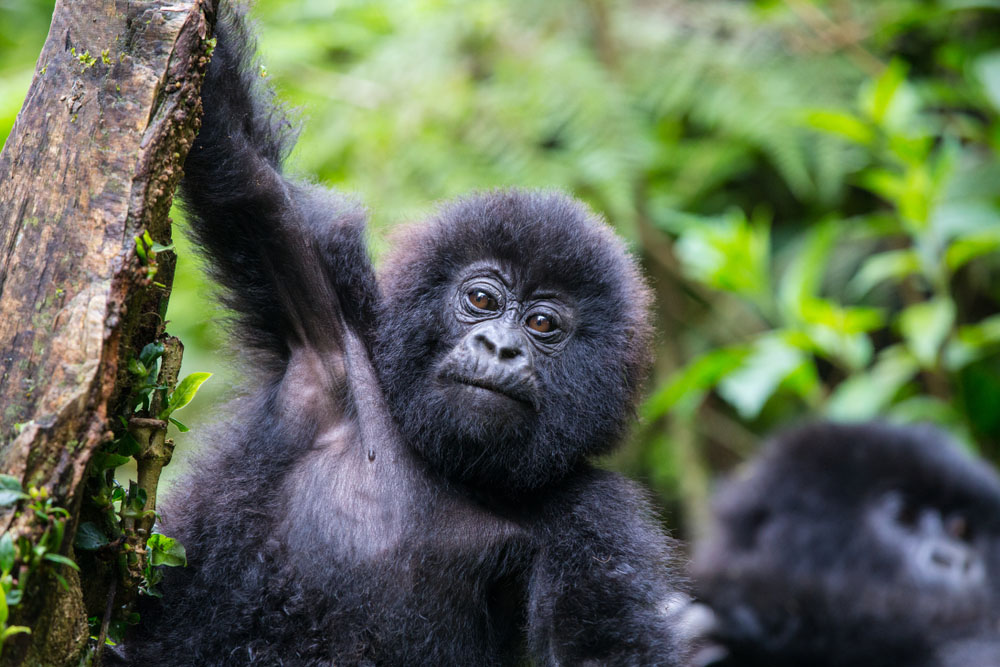 4-day discounted gorilla trekking safari in Rwanda