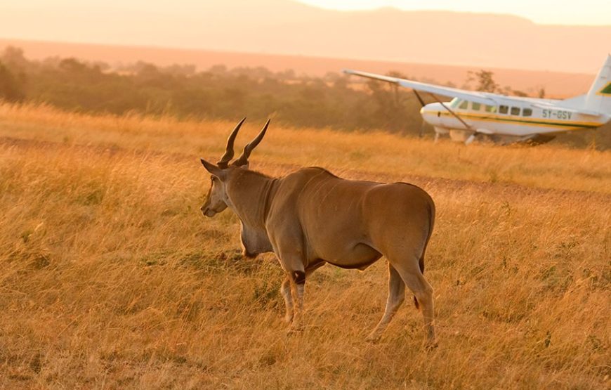 Fly-in Safaris in Serengeti National Park