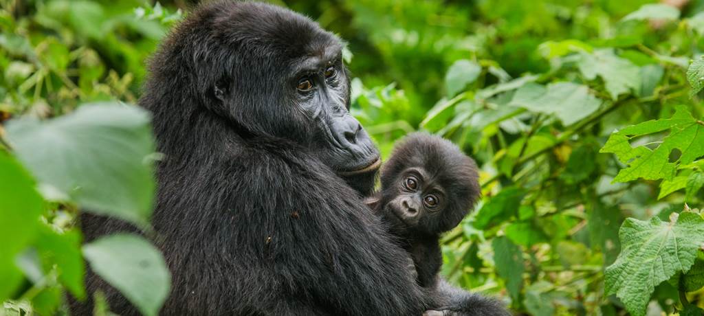 Uganda Gorilla and Chimpanzee trekking safaris