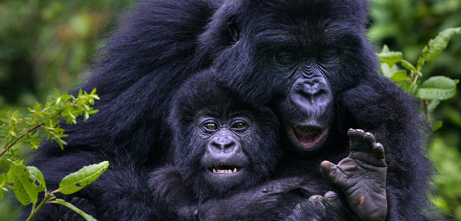 Combining Gorilla Trekking and Gorilla Habituation experiences in Uganda