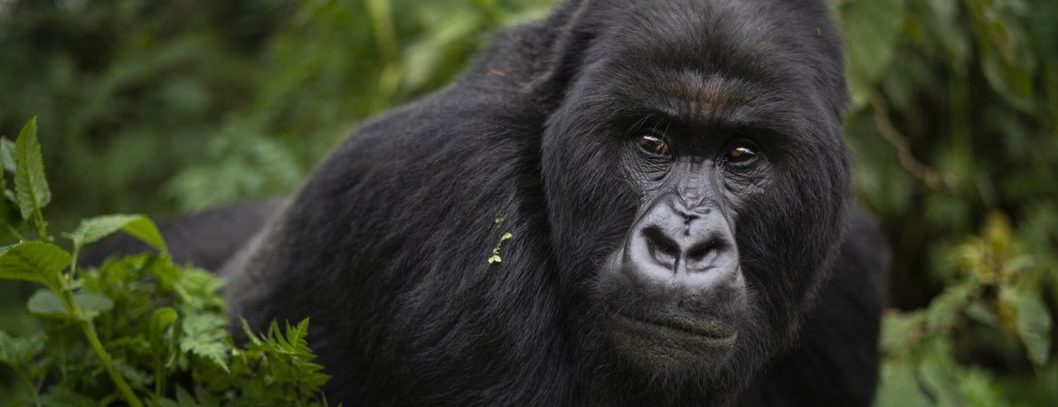 Unlocking the Secrets of Chimpanzee and Gorilla Habituation Experiences in Uganda