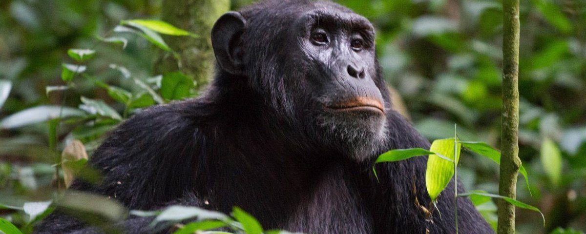 Uganda Wildlife Authority Rate Adjustments and New Gorilla Families | Exploring Uganda's Wildlife Adventures
