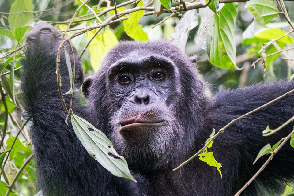 What is the cost of a chimpanzee trekking permit on a Uganda safari?