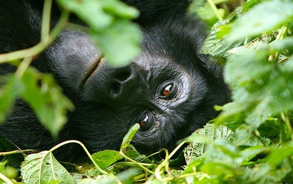 Where in Uganda does a gorilla trekking safari take place?