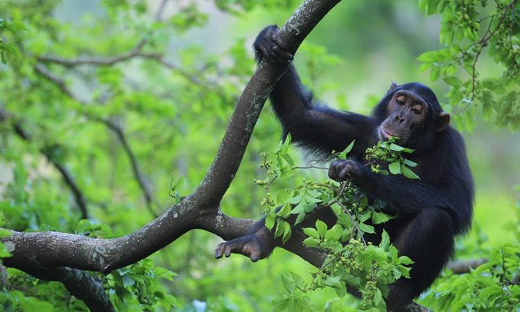 What is the cost of a chimpanzee trekking permit on a Uganda safari?
