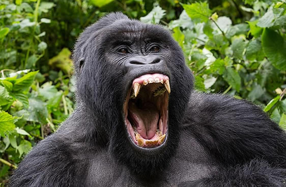 Planning Your Gorilla and Chimp Trekking Safari in Uganda