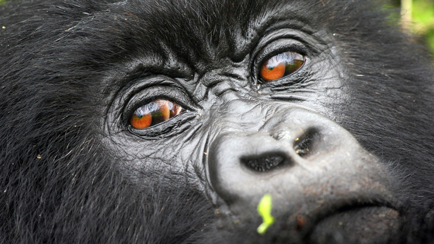 Where in Uganda does a gorilla trekking safari take place?