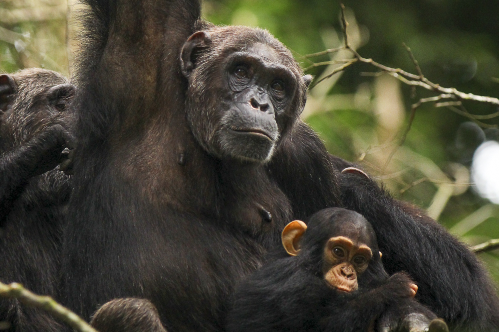 Chimpanzee trekking in Kibale Forest National Park on a Uganda safari