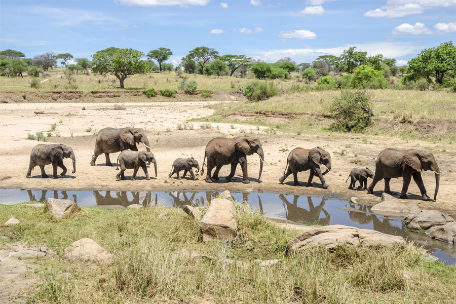 The Ultimate Guide to Super Luxury Safaris in Africa