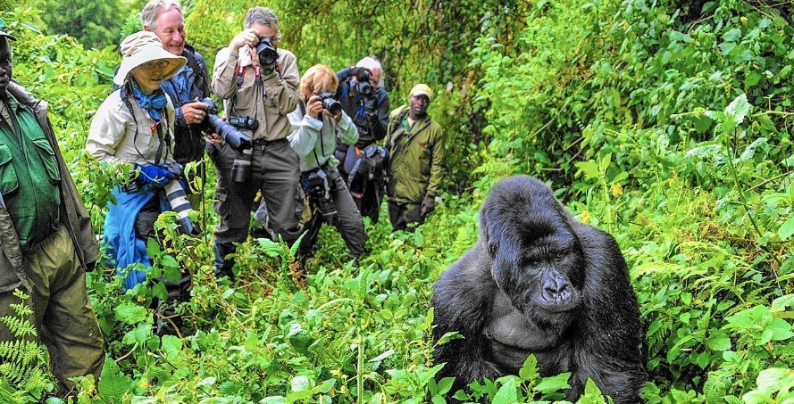 Gorilla Trekking in Congo in July and August: An Unforgettable Adventure