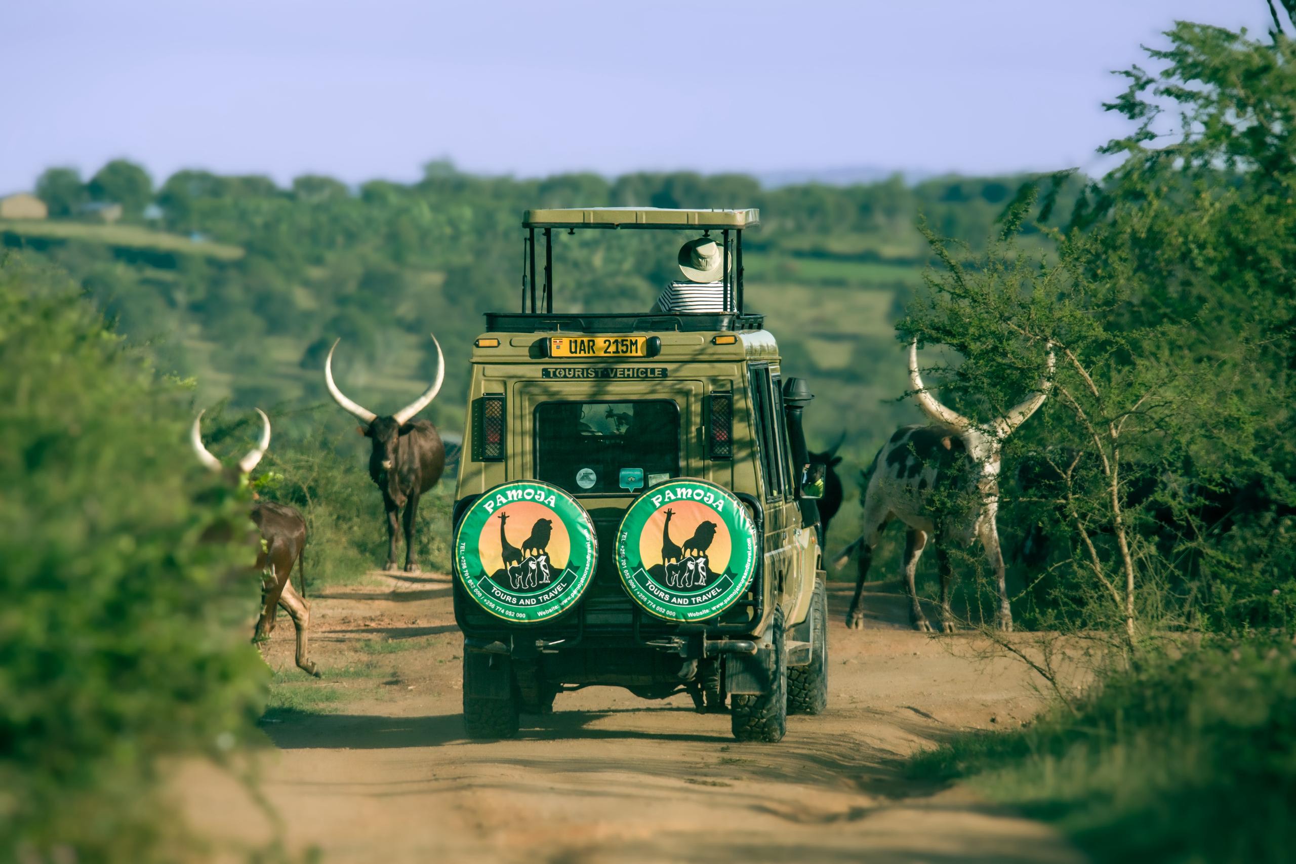 Grandiose Game Drives Ultimate Luxury Safaris In Uganda Pamoja Tours And Travel 1342