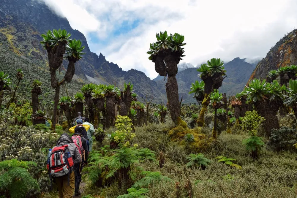 Best Hikes and Trails in Uganda’s Rwenzori Mountains.