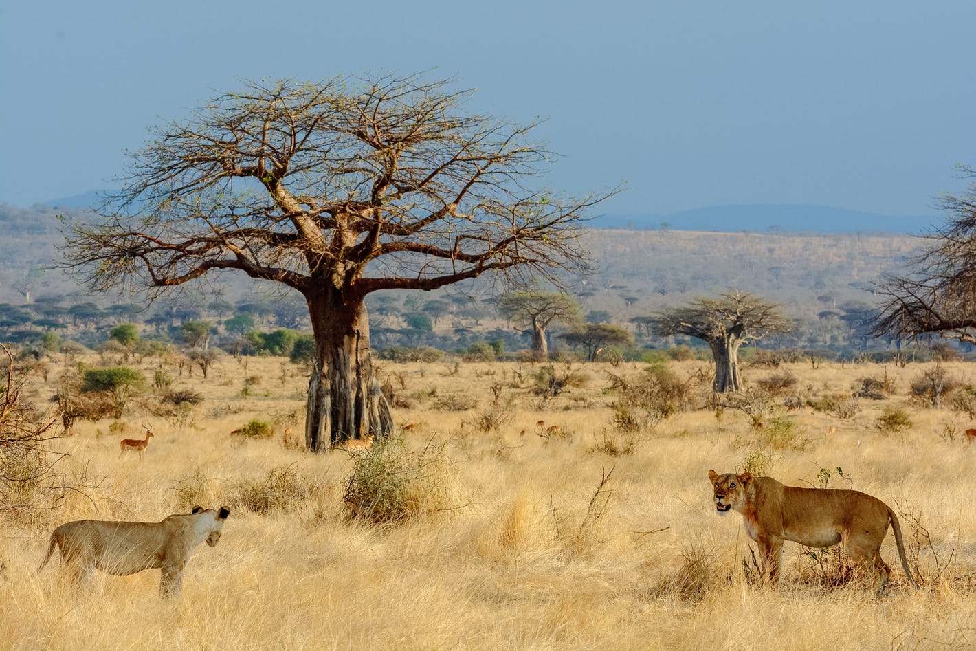 Off-the-Beaten-Path Tanzania Safari: Hidden Gems to Explore - gmedia