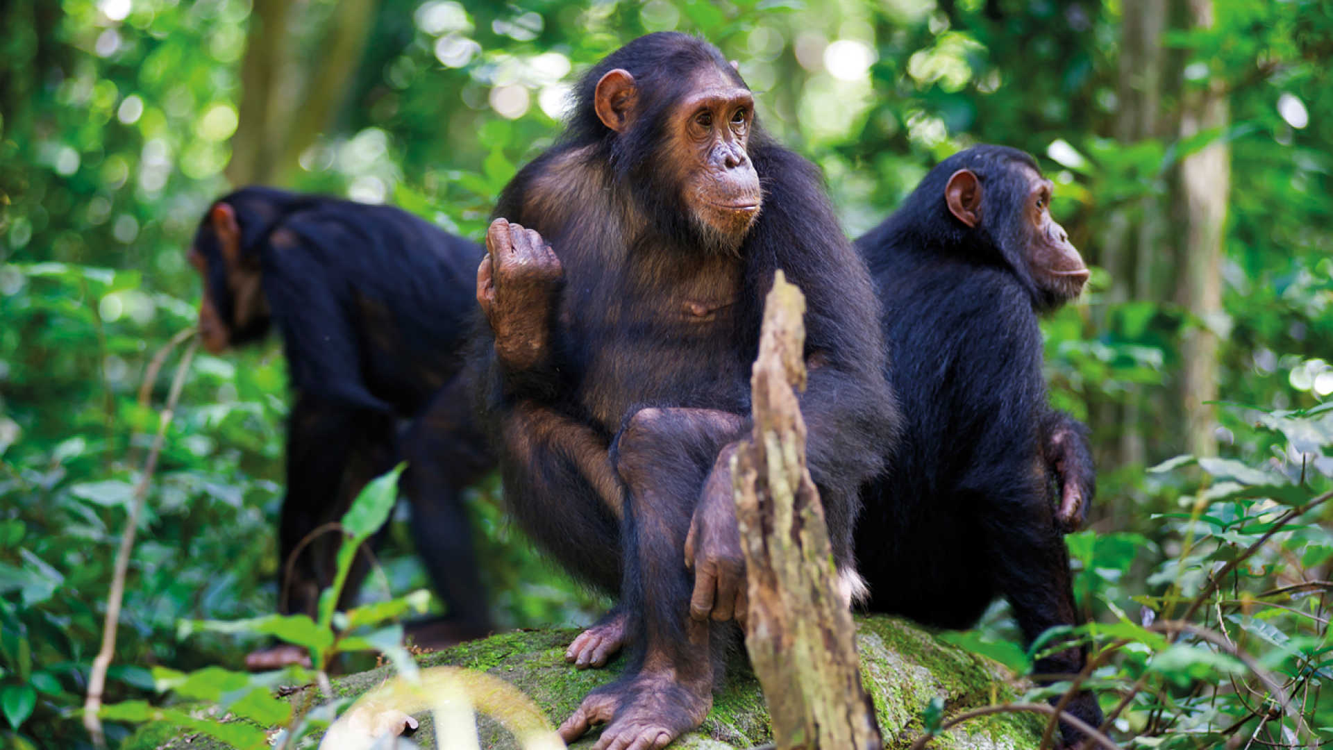 Rwanda Tours and Safaris: Exploring the Land of a Thousand Hills.