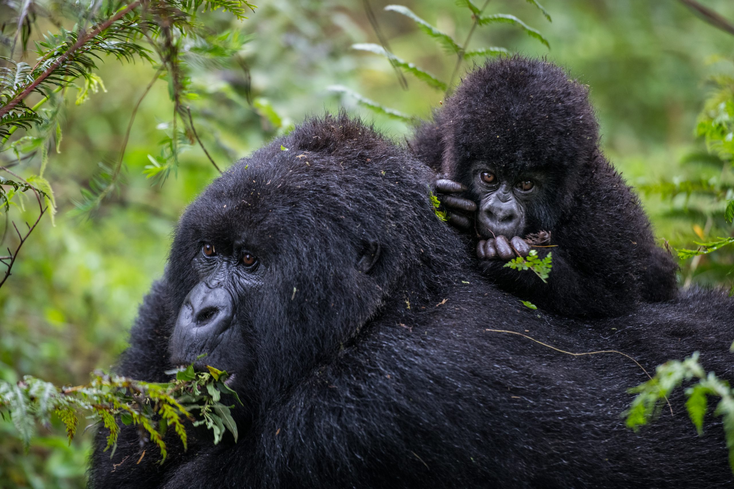 Rwanda Tours and Safaris: Exploring the Land of a Thousand Hills.