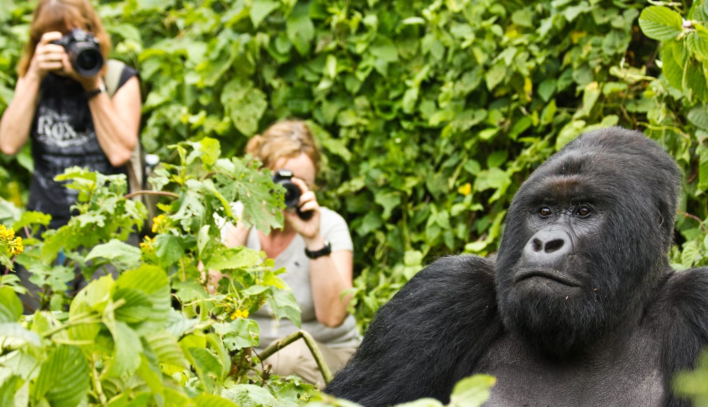 Exclusive Gorilla Trekking in Uganda: A Journey like No Other.