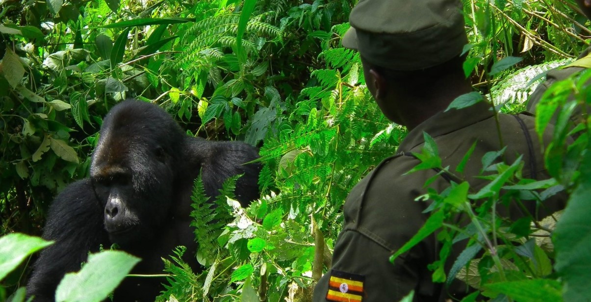 The Ultimate Guide: Best Time for a Luxury Gorilla Safari