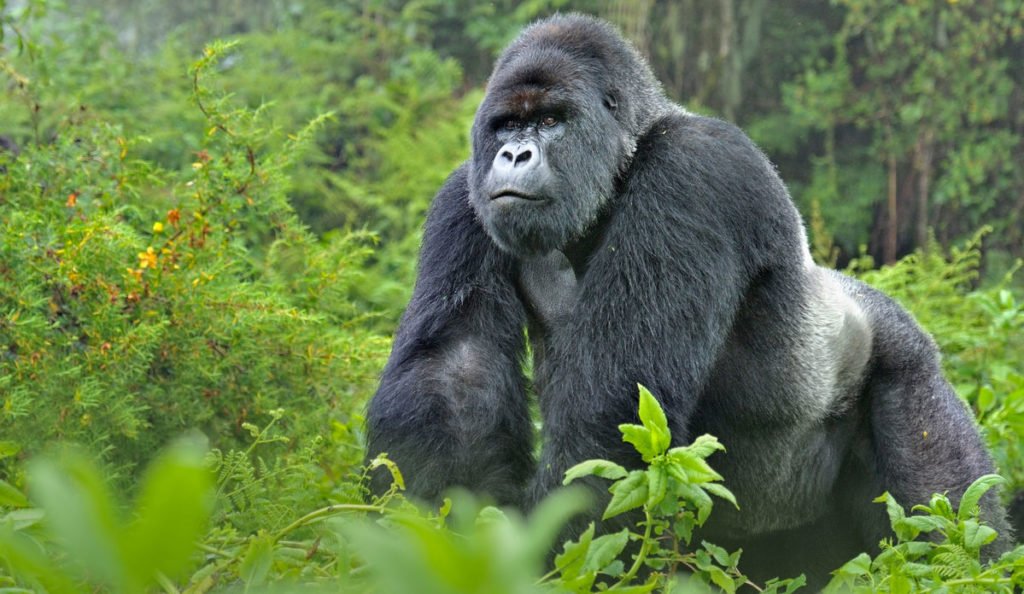Accommodation Options on a Luxury Gorilla Trekking Safari in Uganda.