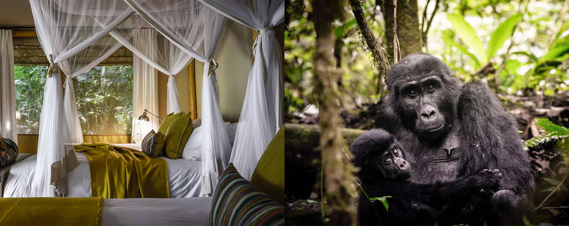 Accommodation Options on a Luxury Gorilla Trekking Safari in Uganda